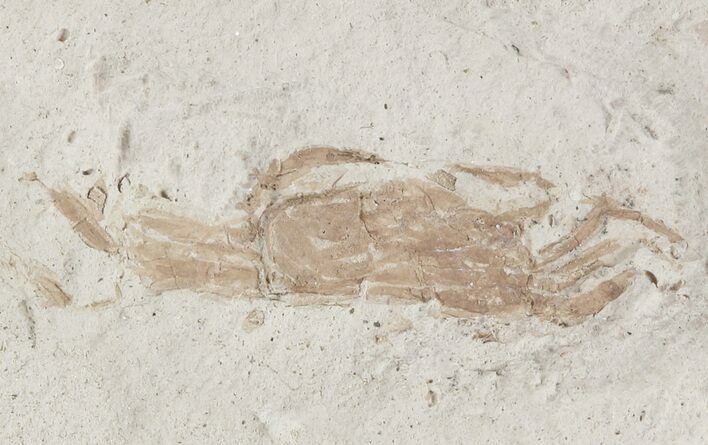 Fossil Pea Crab (Pinnixa) From California - Miocene #47040